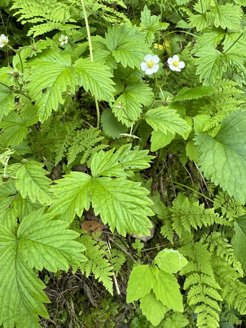 Fragaria vesca subsp. americana photo 8