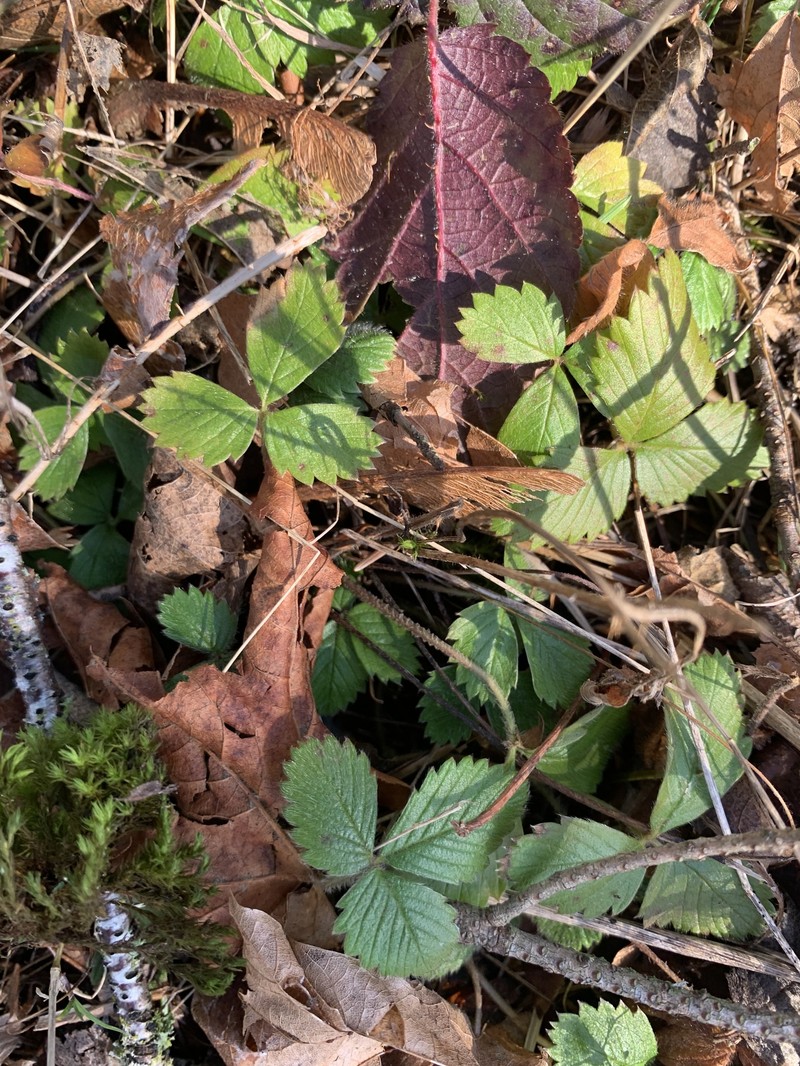 Fragaria vesca subsp. bracteata