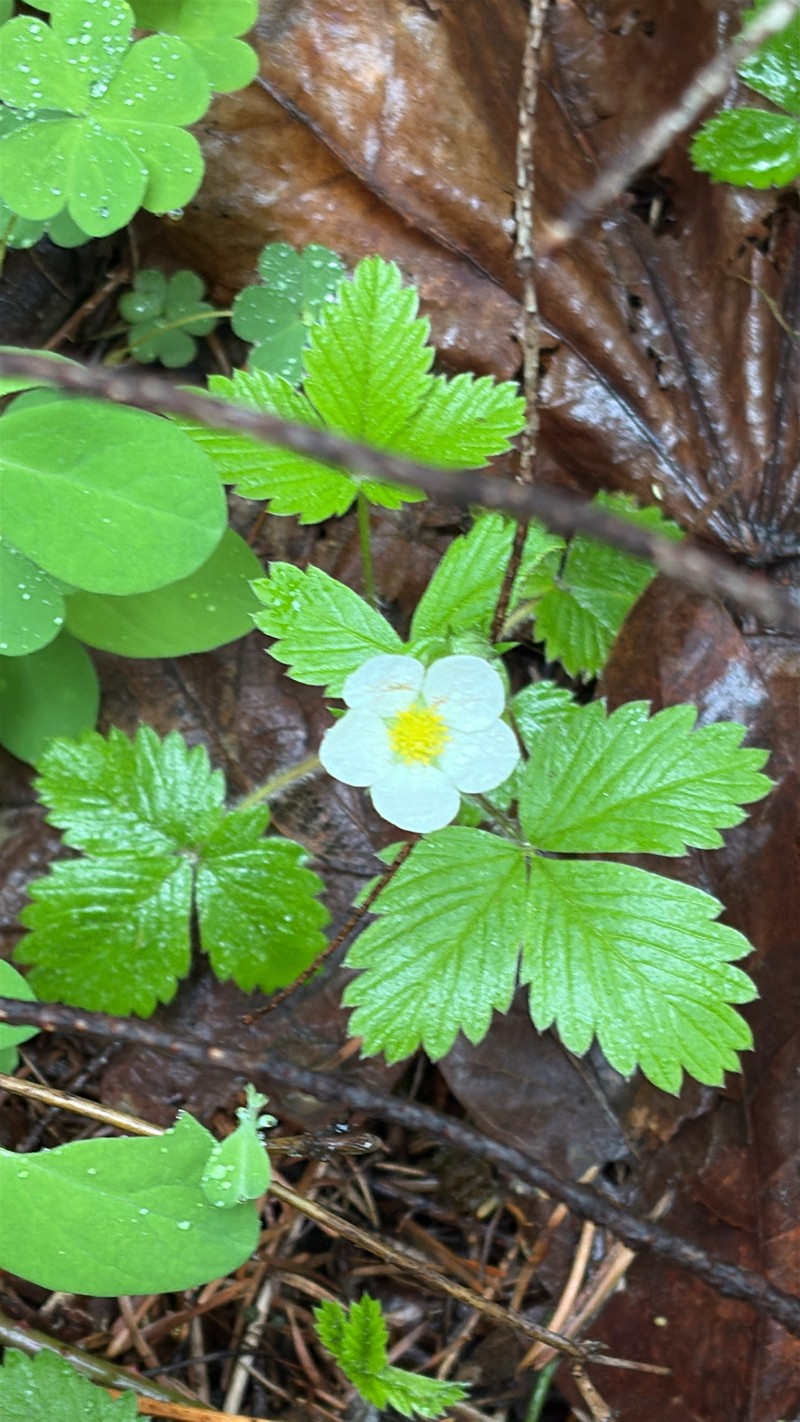 Fragaria vesca subsp. bracteata photo 2