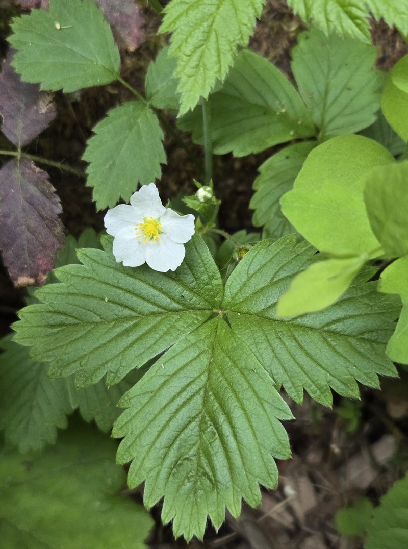 Fragaria vesca subsp. bracteata photo 3