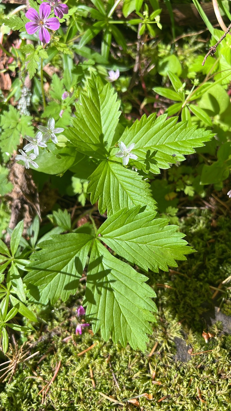 Fragaria vesca subsp. bracteata photo 4