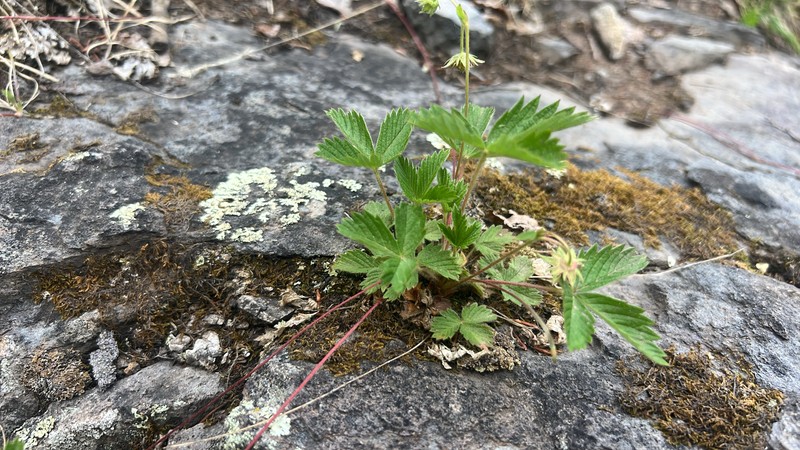 Fragaria vesca subsp. bracteata photo 5