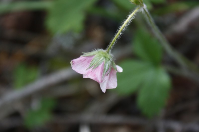 Fragaria vesca subsp. bracteata photo 6