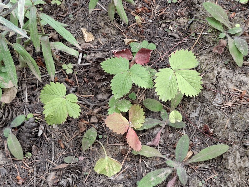 Fragaria vesca subsp. bracteata photo 7
