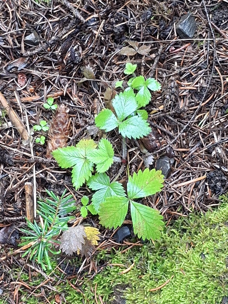 Fragaria vesca subsp. bracteata photo 8