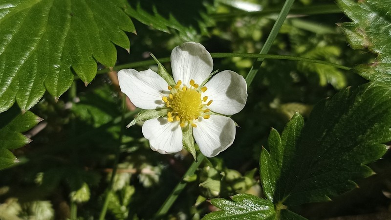 Fragaria vesca subsp. vesca