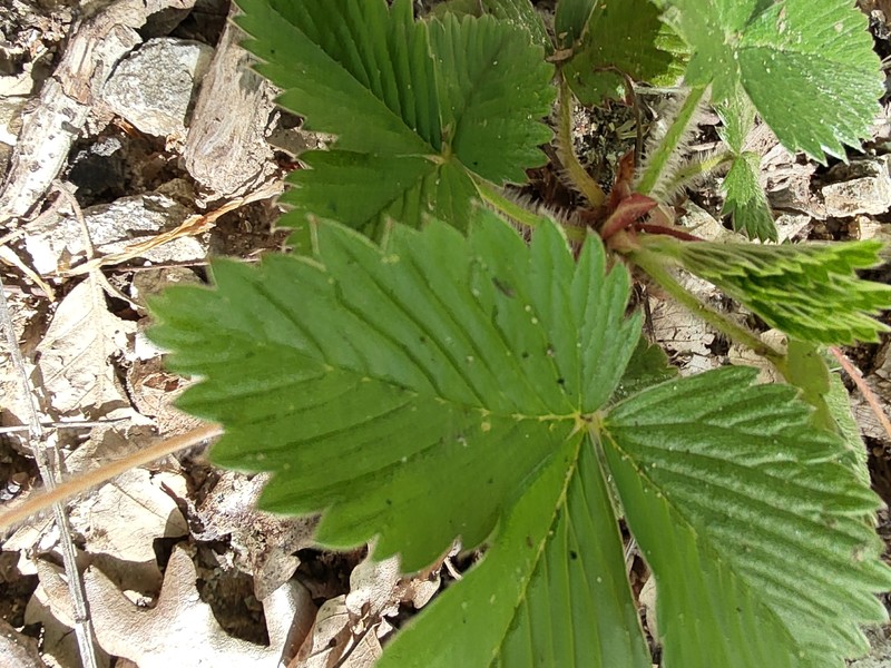 Fragaria vesca subsp. vesca photo 2