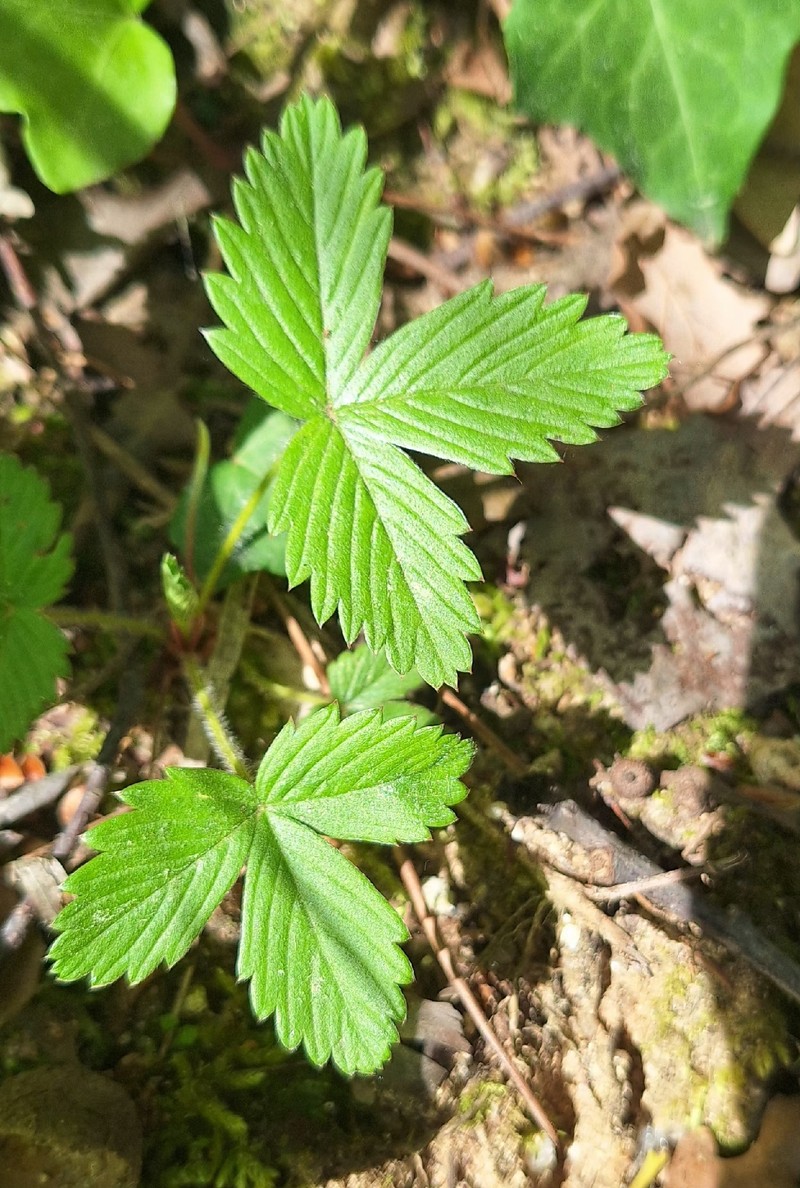 Fragaria vesca subsp. vesca photo 3
