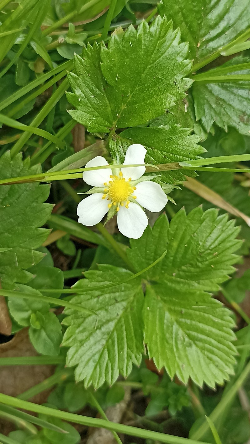 Fragaria vesca subsp. vesca photo 4