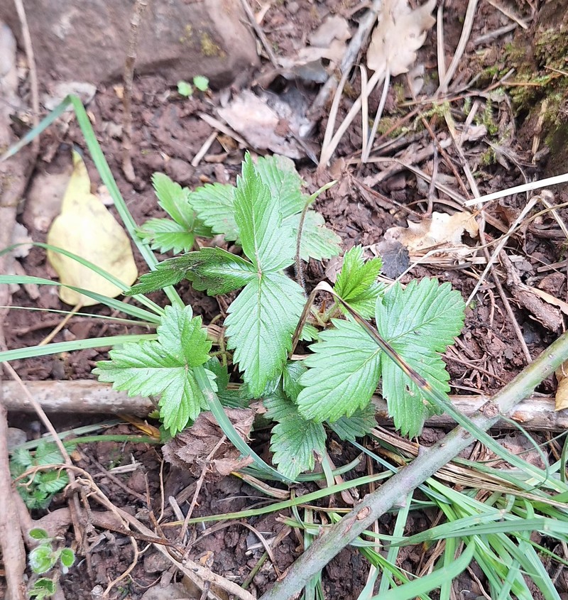 Fragaria vesca subsp. vesca photo 5