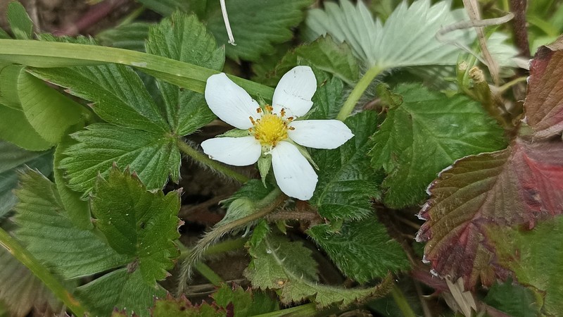 Fragaria vesca subsp. vesca photo 6
