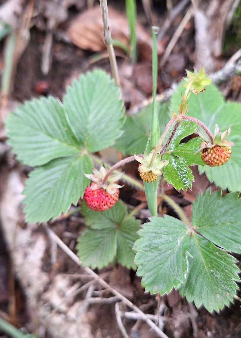 Fragaria vesca subsp. vesca photo 7