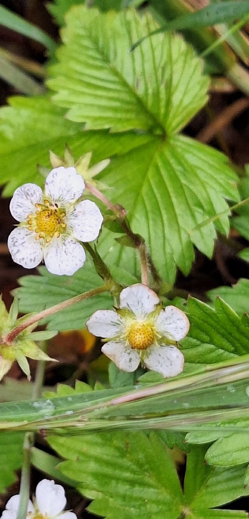 Fragaria vesca subsp. vesca photo 8