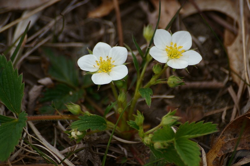 Virginia Strawberry