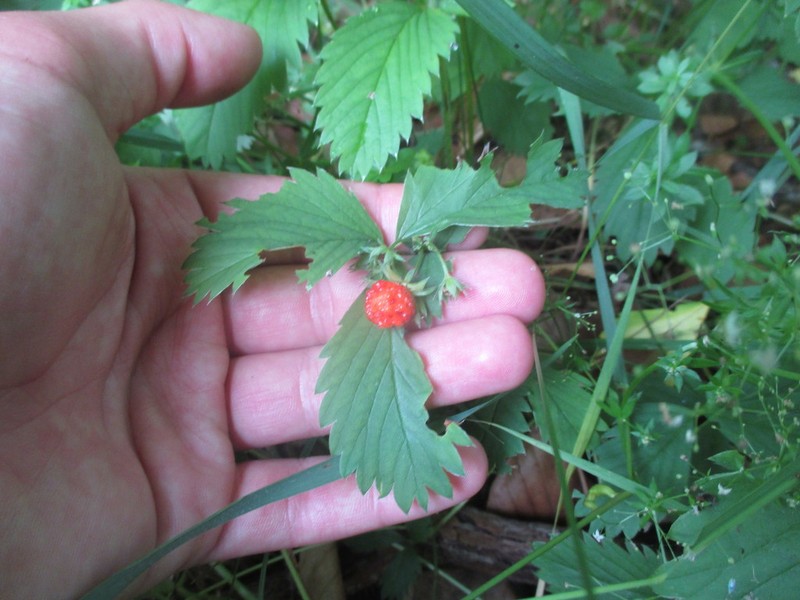 Virginia Strawberry photo 2