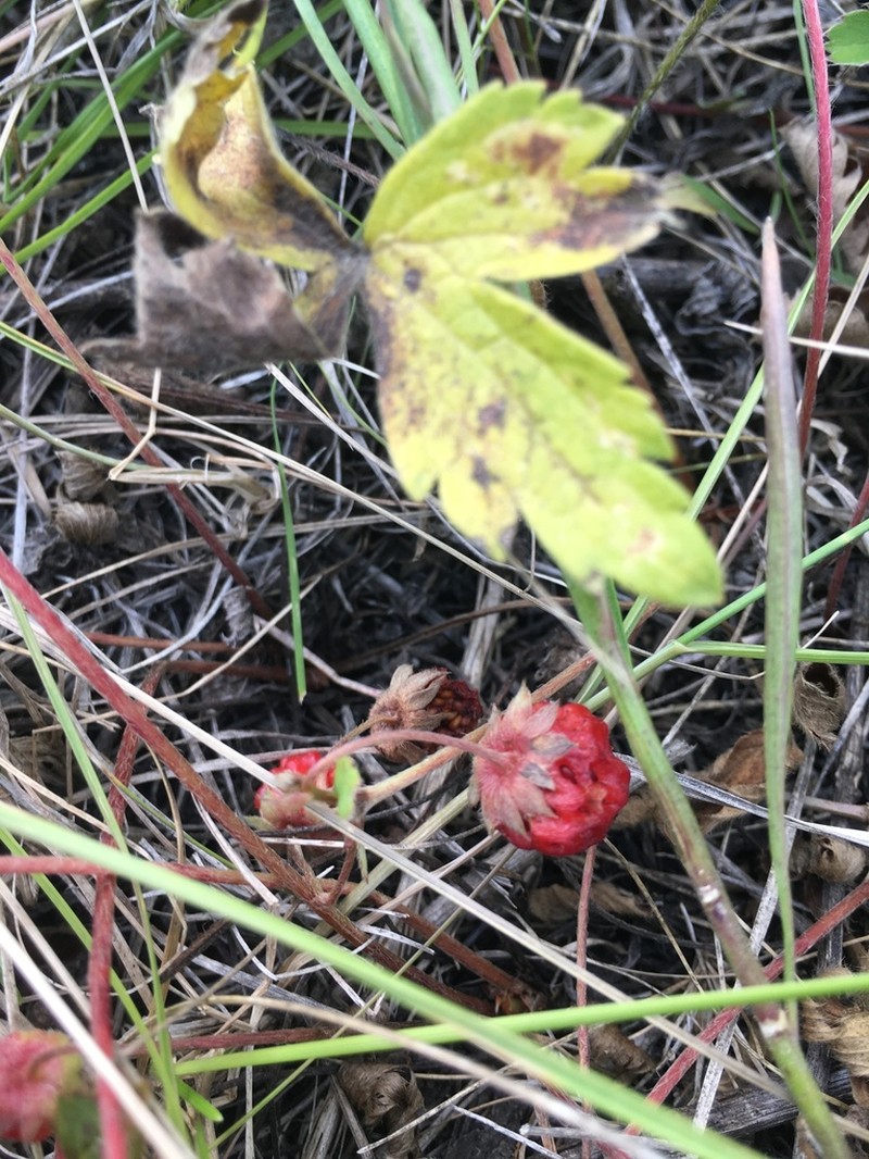 Virginia Strawberry photo 3