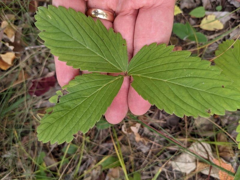 Virginia Strawberry photo 4