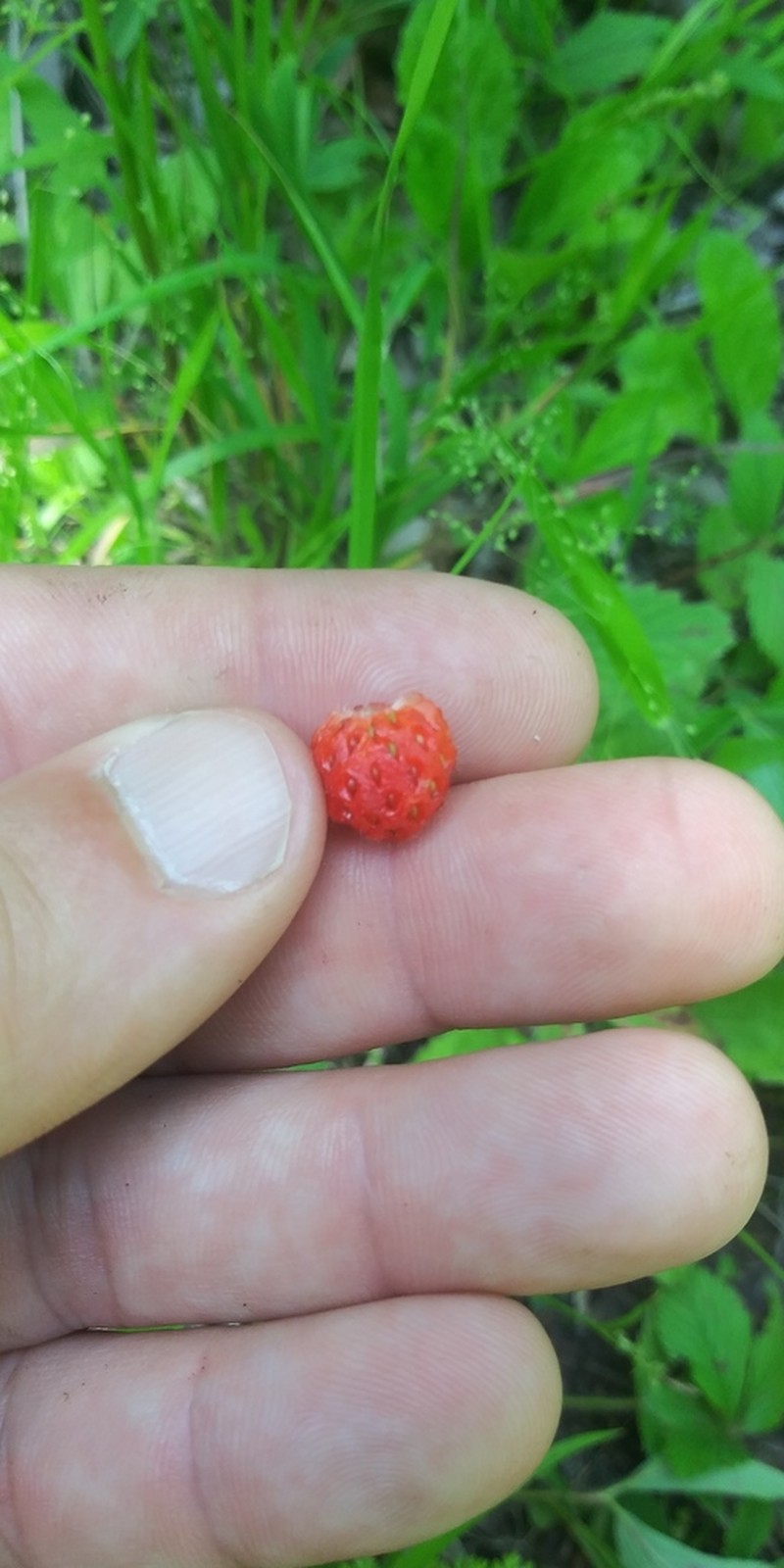Virginia Strawberry photo 5