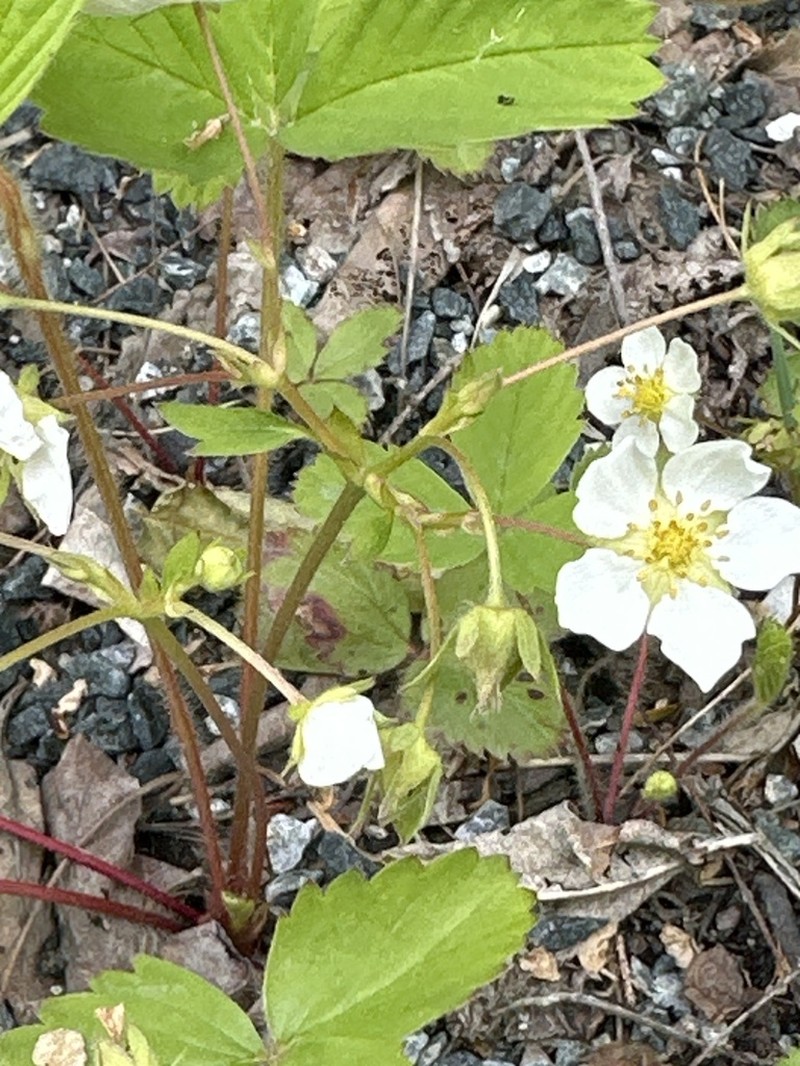 Virginia Strawberry photo 6