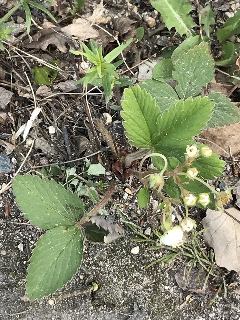 Virginia Strawberry photo 7