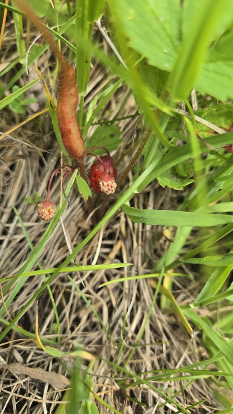 Virginia Strawberry photo 8