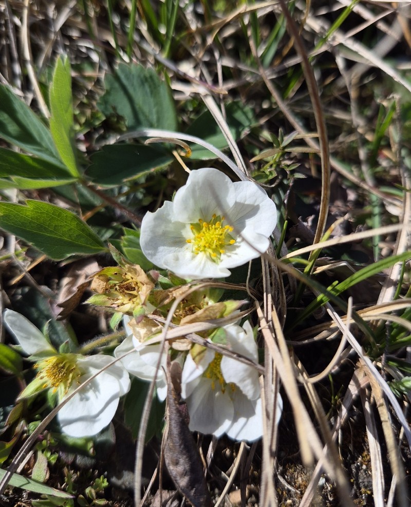 Fragaria virginiana subsp. glauca