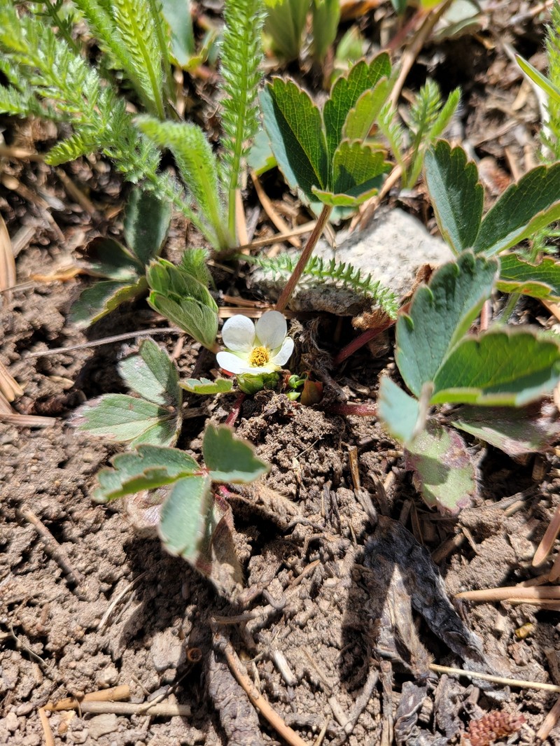 Fragaria virginiana subsp. glauca photo 2