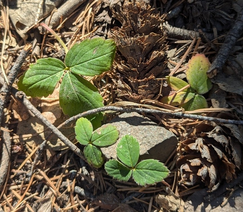 Fragaria virginiana subsp. glauca photo 3