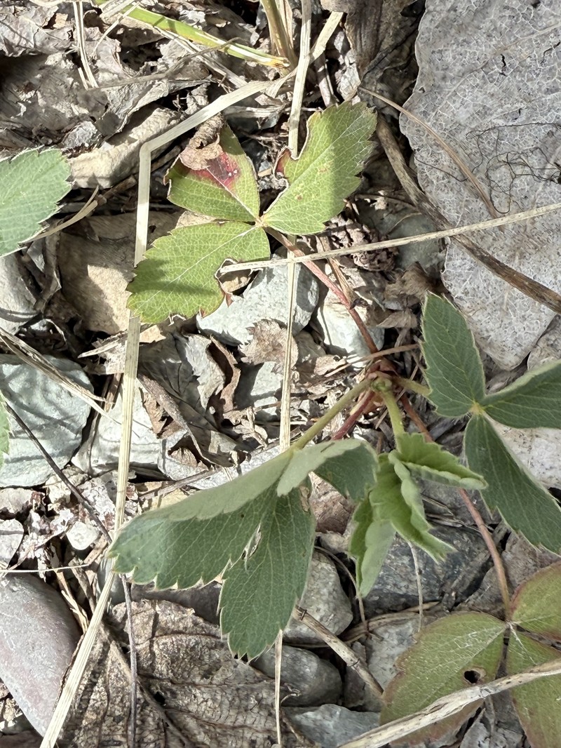 Fragaria virginiana subsp. glauca photo 4