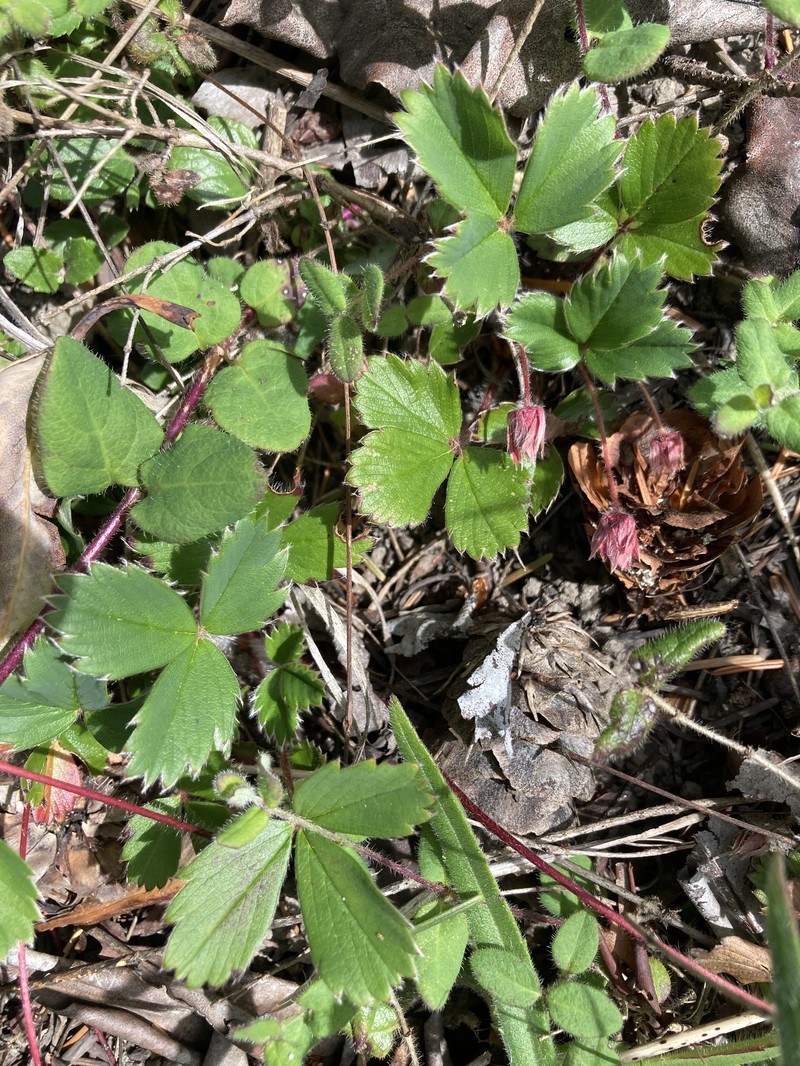 Fragaria virginiana subsp. glauca photo 5
