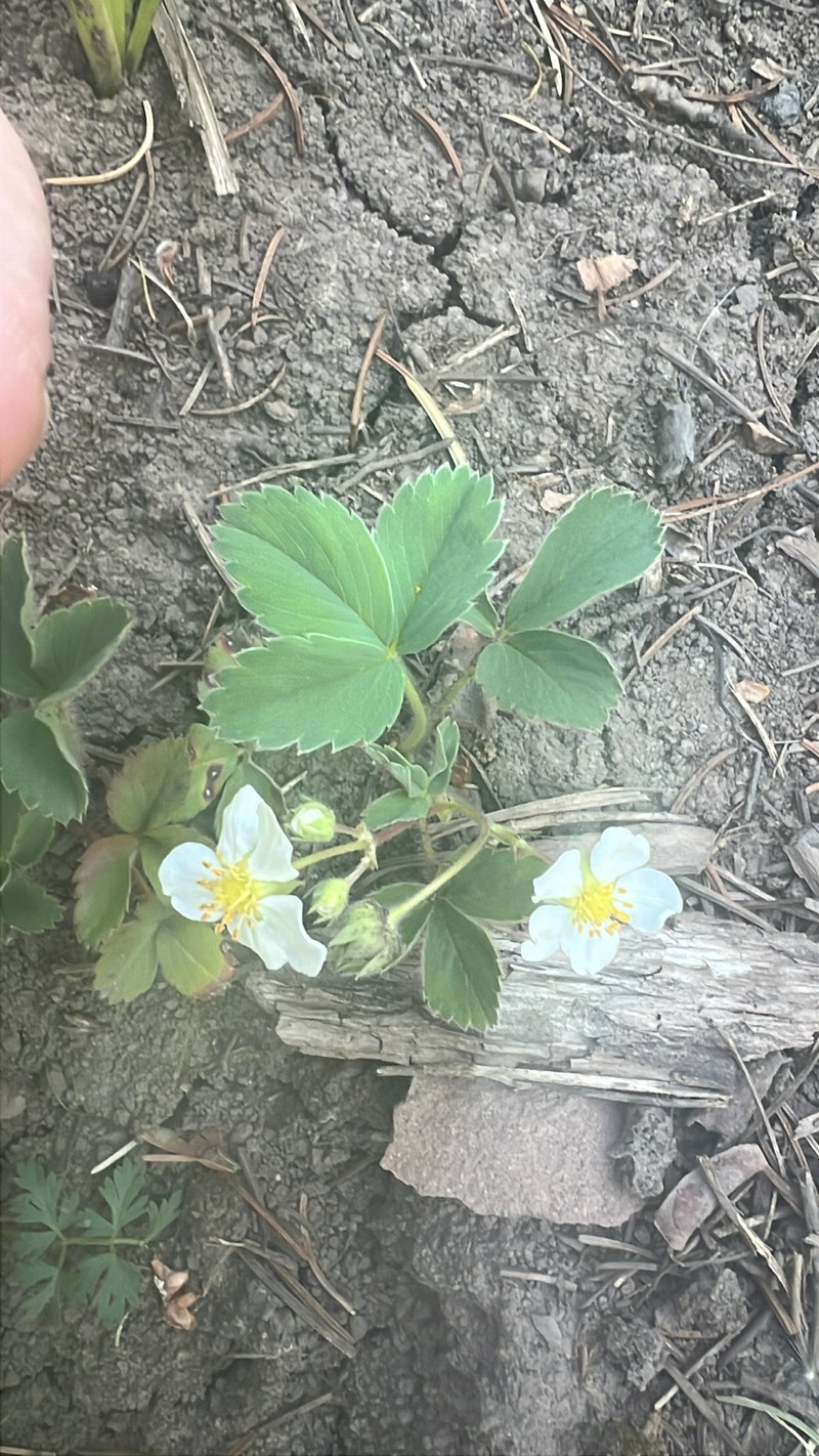 Fragaria virginiana subsp. glauca photo 6