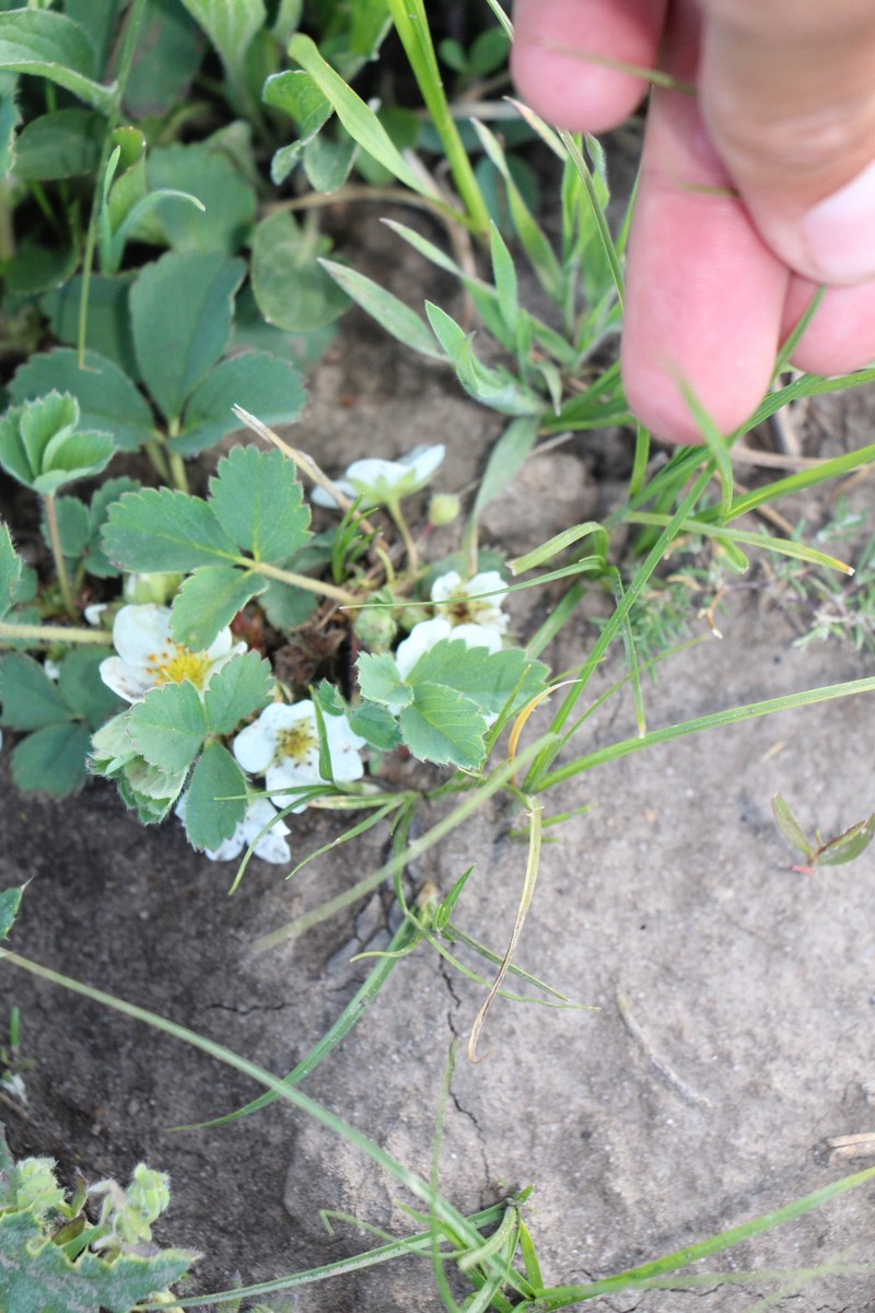 Fragaria virginiana subsp. glauca photo 7