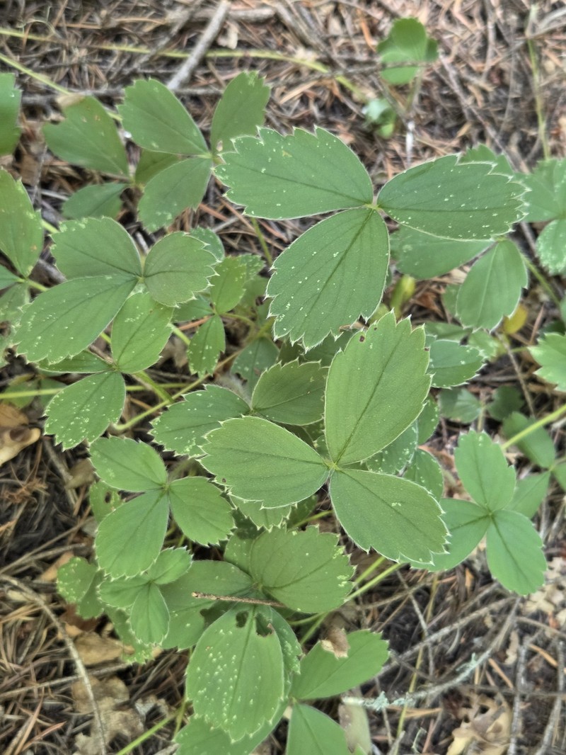 Fragaria virginiana subsp. glauca photo 8