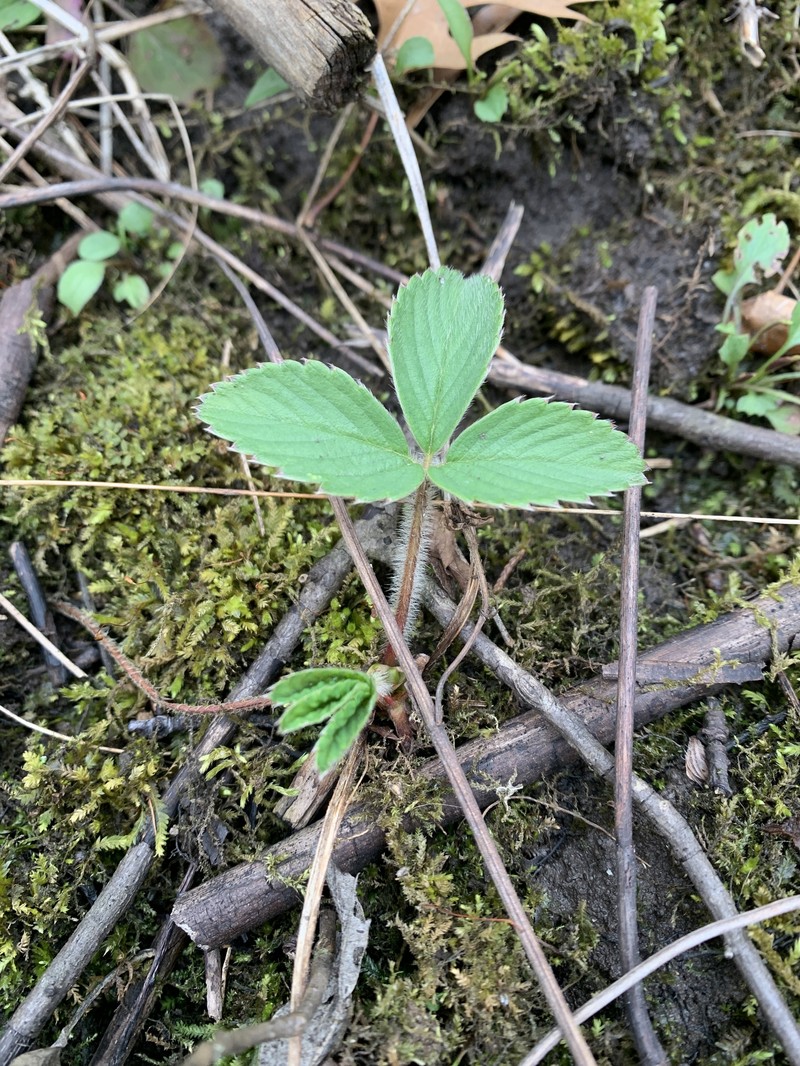 Fragaria virginiana subsp. grayana