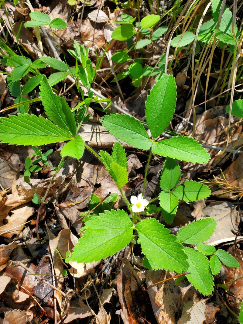 Fragaria virginiana subsp. grayana photo 2