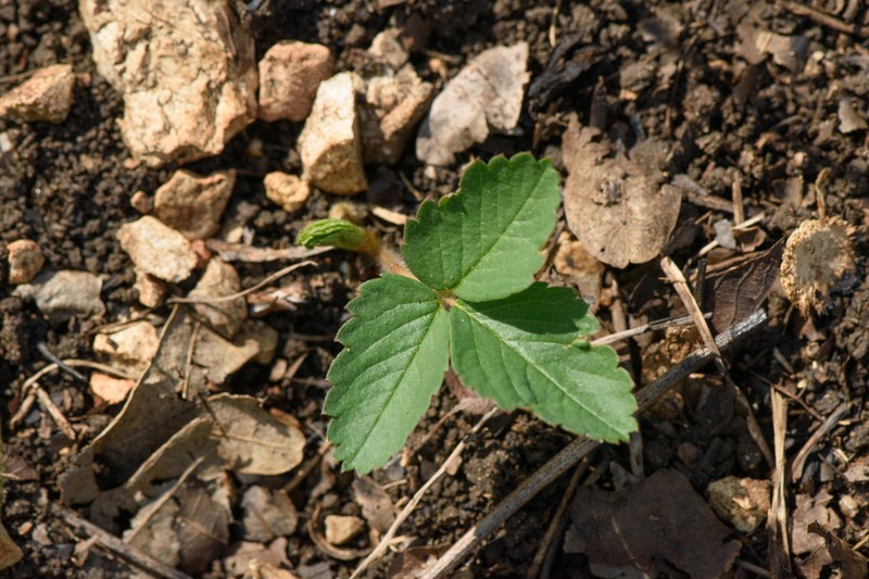 Fragaria virginiana subsp. grayana photo 3