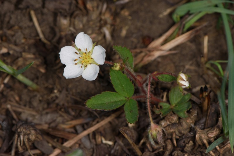 Fragaria virginiana subsp. grayana photo 4