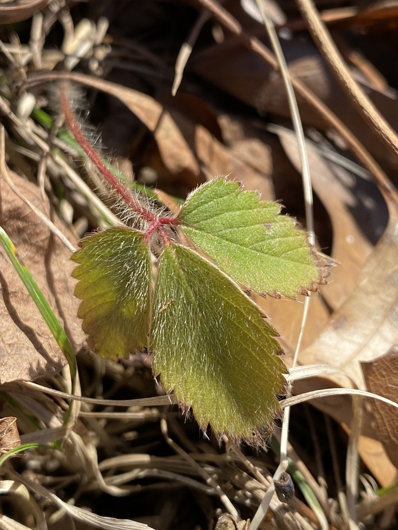 Fragaria virginiana subsp. grayana photo 5