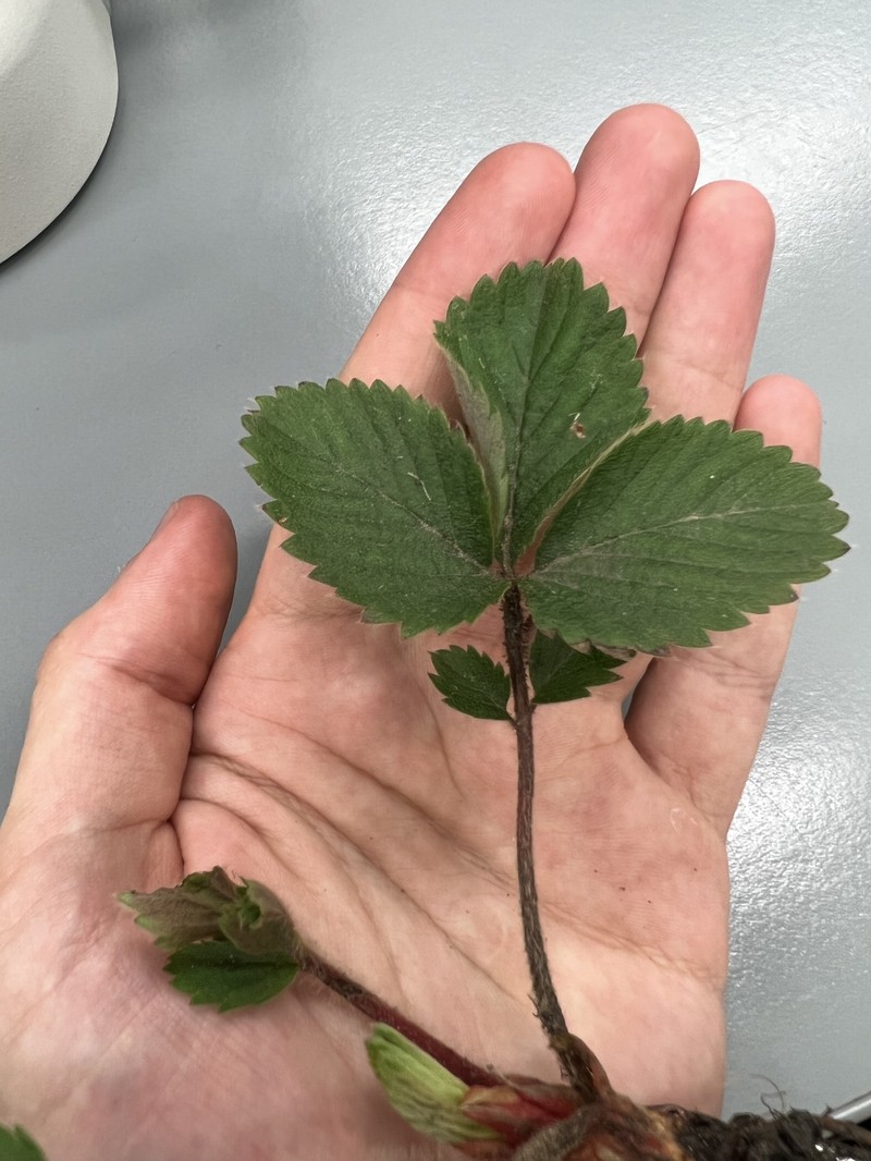 Fragaria virginiana subsp. grayana photo 6