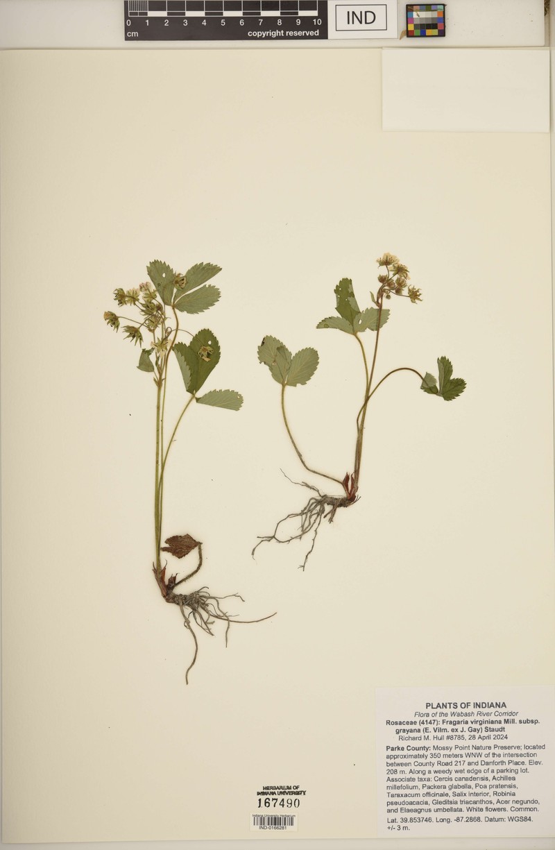 Fragaria virginiana subsp. grayana photo 7
