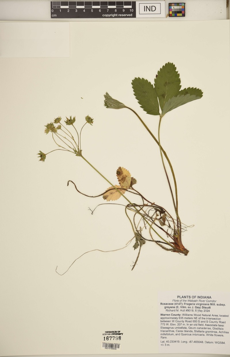 Fragaria virginiana subsp. grayana photo 8