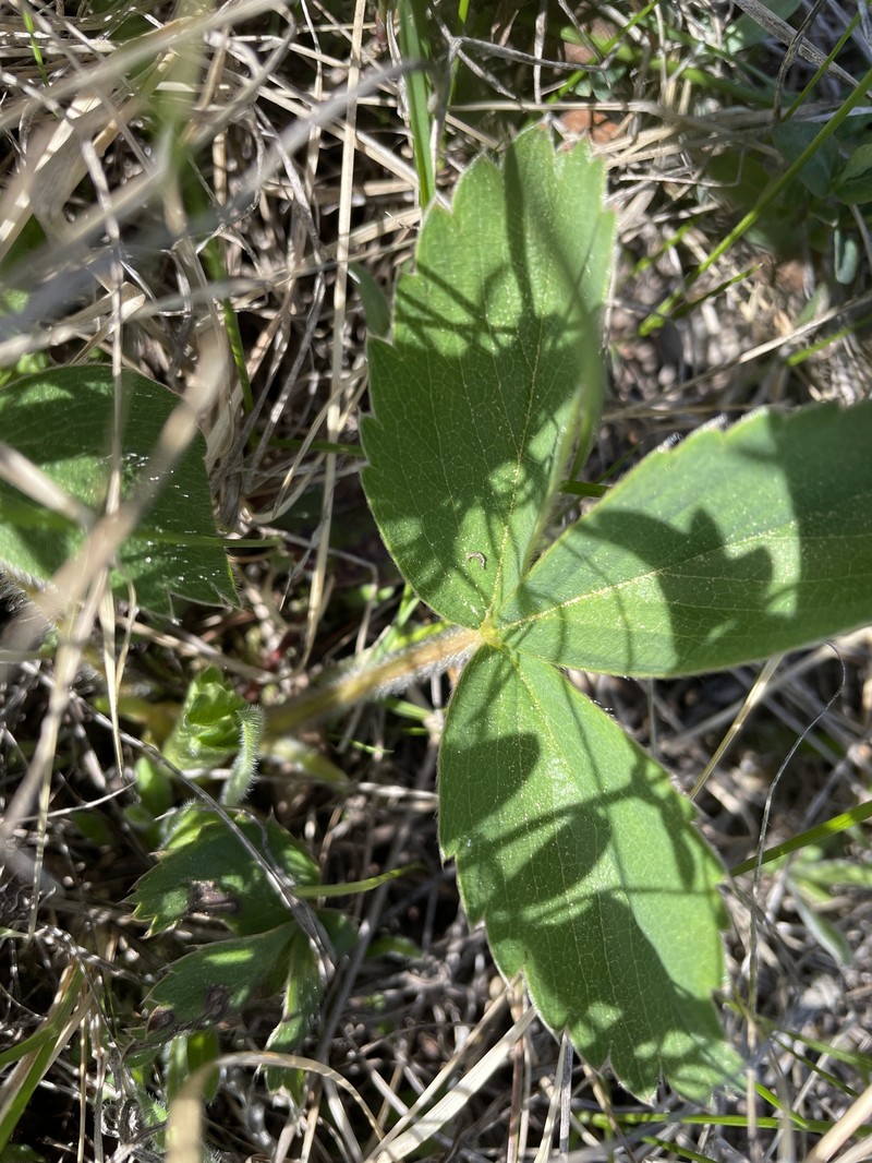 Fragaria virginiana subsp. platypetala