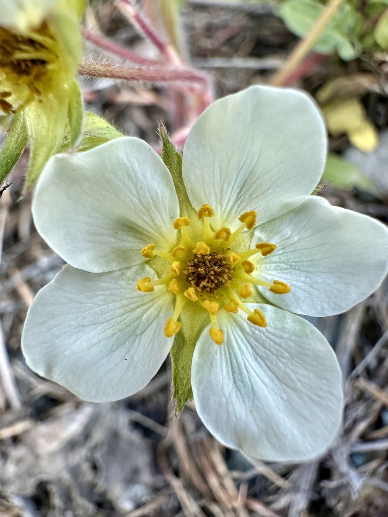 Fragaria virginiana subsp. platypetala photo 2