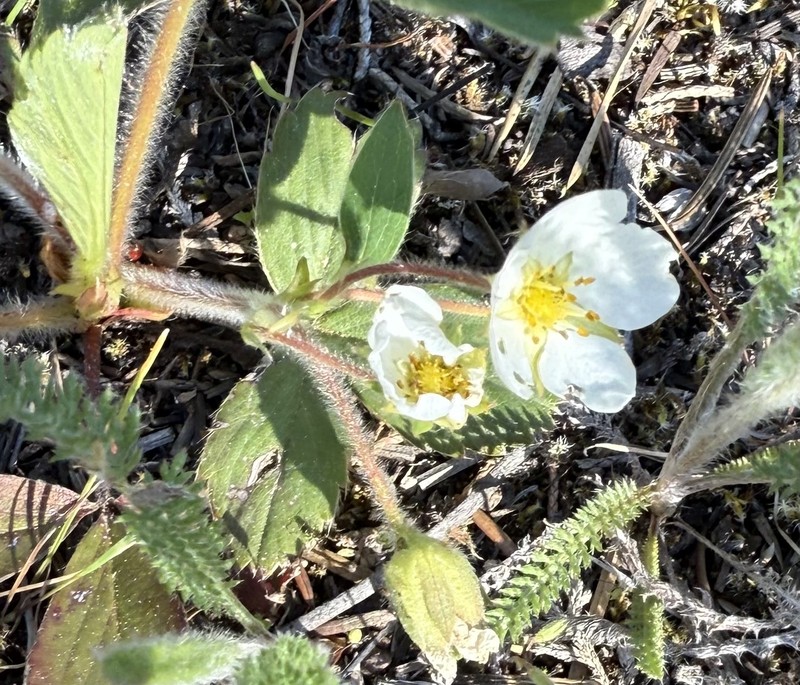Fragaria virginiana subsp. platypetala photo 3