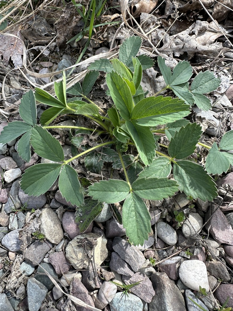 Fragaria virginiana subsp. platypetala photo 4