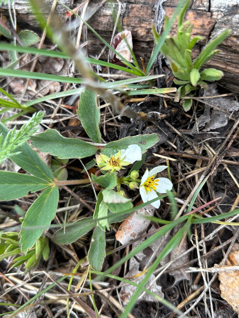 Fragaria virginiana subsp. platypetala photo 5