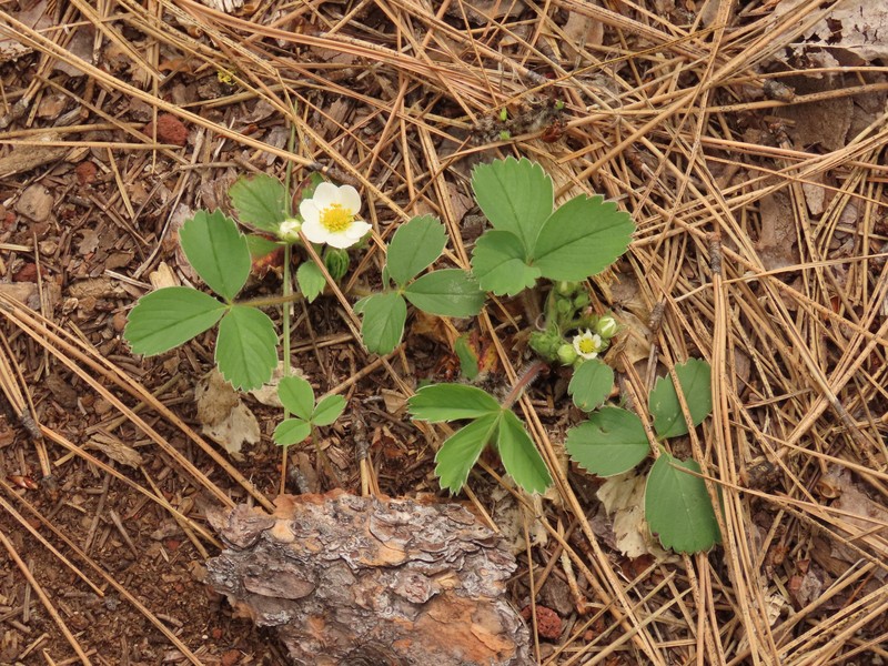 Fragaria virginiana subsp. platypetala photo 6