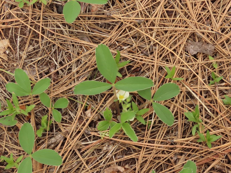 Fragaria virginiana subsp. platypetala photo 7