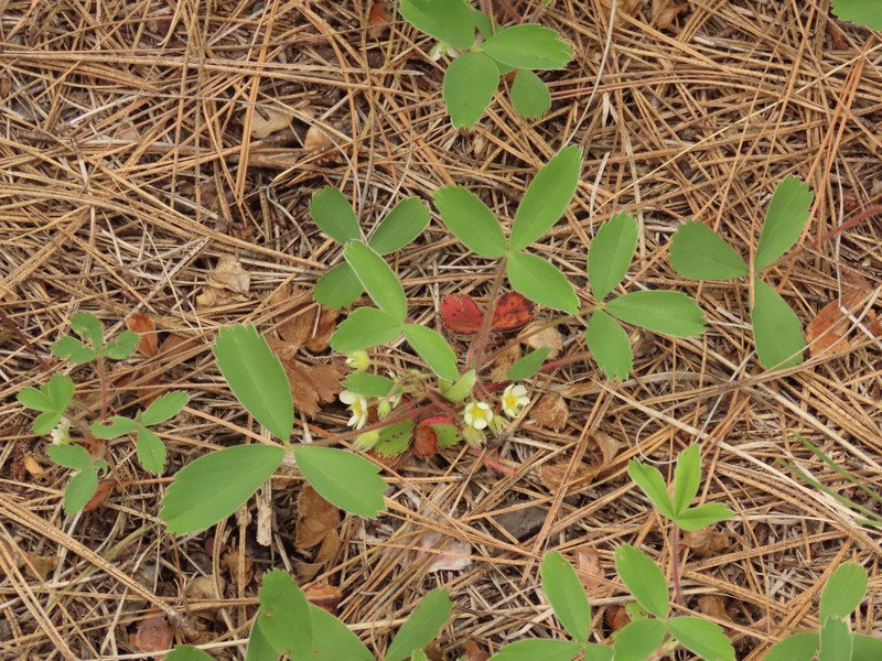 Fragaria virginiana subsp. platypetala photo 8