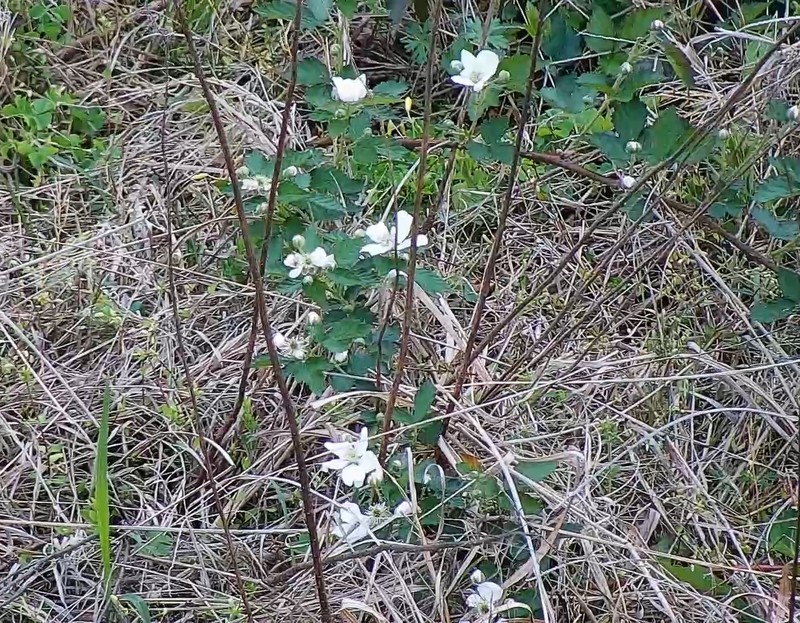 Fragaria virginiana subsp. virginiana